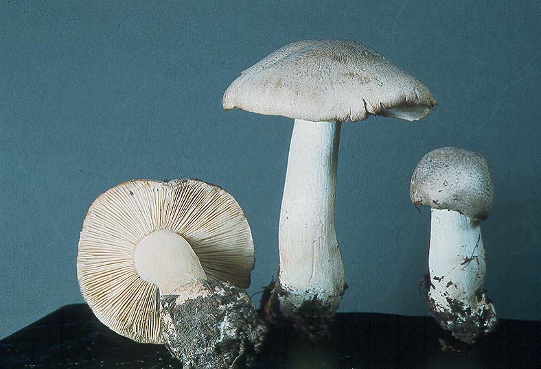 Tricholoma venenatum